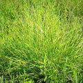 Carex vulpinoidea  - Fox Sedge
