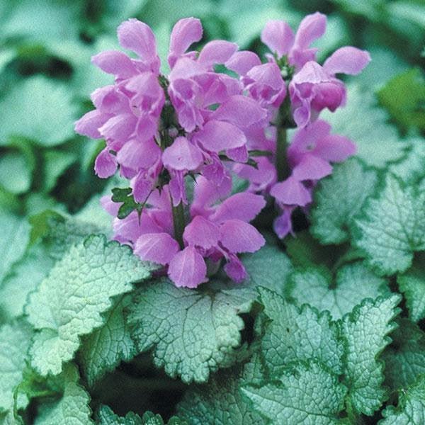 Lamium maculatum 'Orchid Frost'  - Orchid Frost Deadnettle