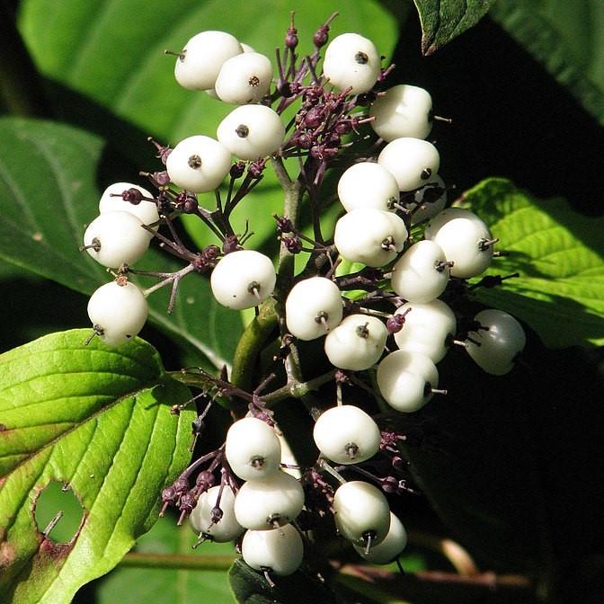 Cornus sericea 'Baileyi'  - Bailey Red Twig Dogwood
