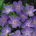 Geranium 'Johnson's Blue'  - Johnson's Blue Cranesbill