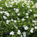 Geranium sanguineum 'Album'  - White Bloody Cranesbill