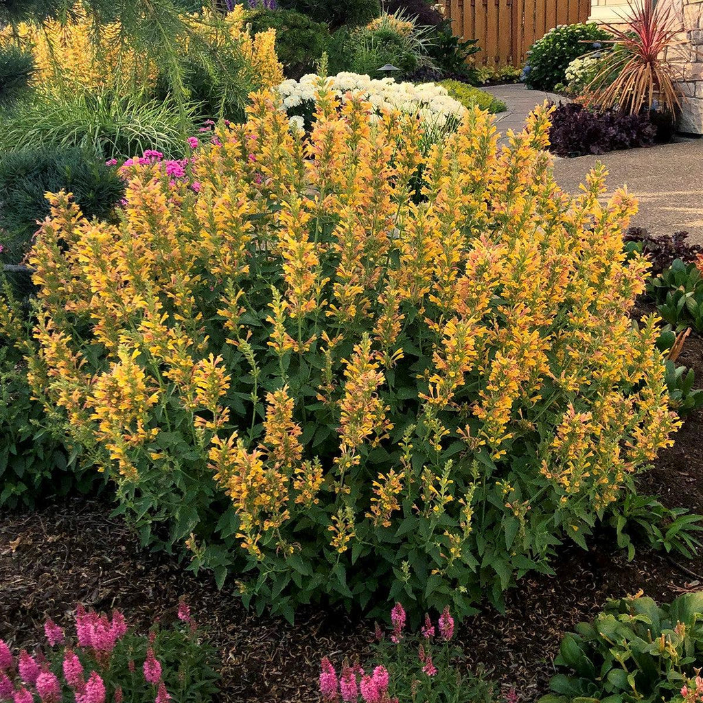 Agastache ‘Kudos Yellow’  - Kudos™ Yellow Hummingbird Mint, Hyssop