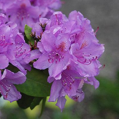 Rhododendron catawbiense 'Boursault'  - Boursault Catawba Rhododendron