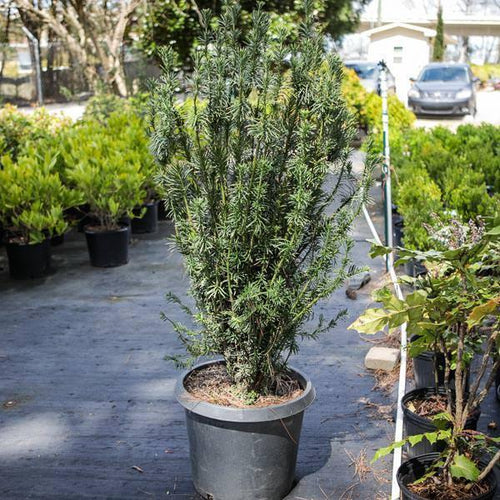 Cephalotaxus harringtonia 'Fastigiata'  - Upright Japanese Plum Yew