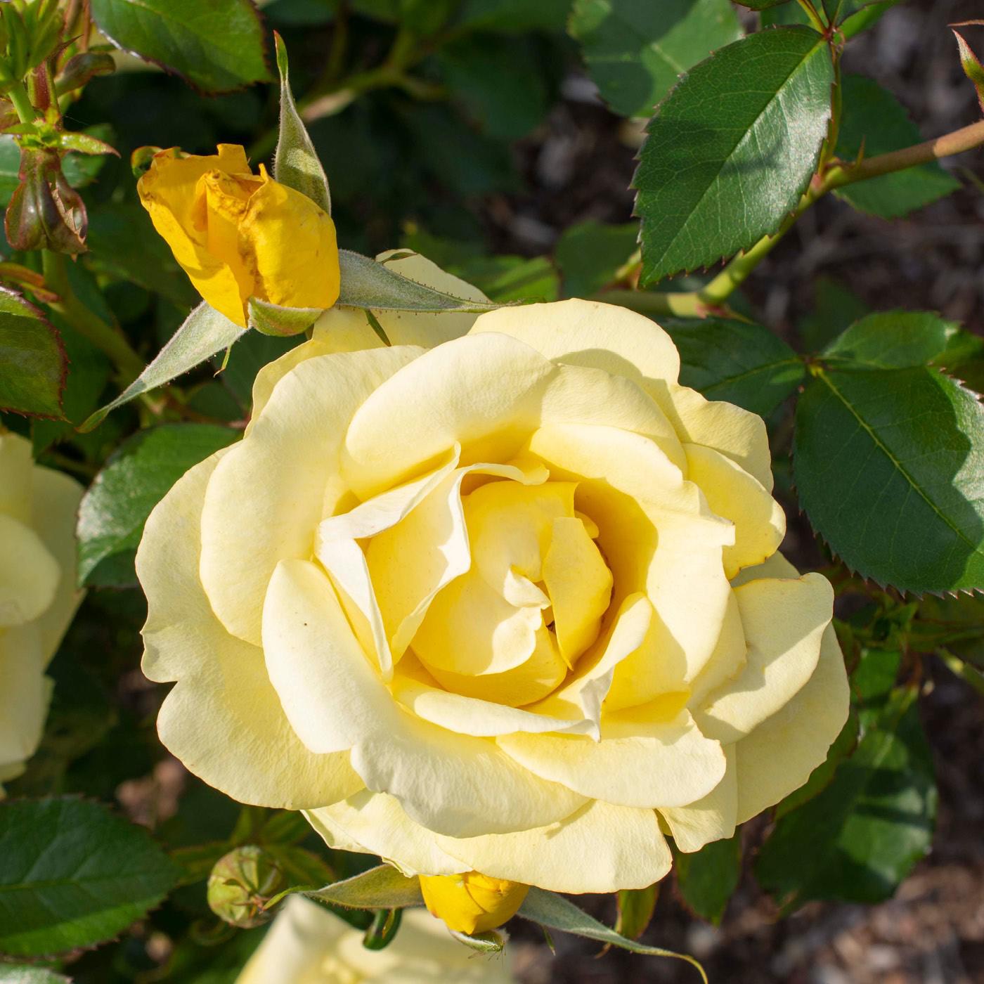 Rosa 'Meianycid' PP 27,894  - Bloomables® Gilded Sun™ Rose