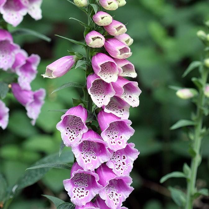 Digitalis purpurea 'Dalmatian Purple'  - Dalmatian Purple Foxglove