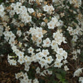 Weigela florida 'SMNWFGC'  - Wine & Spirits® Weigela