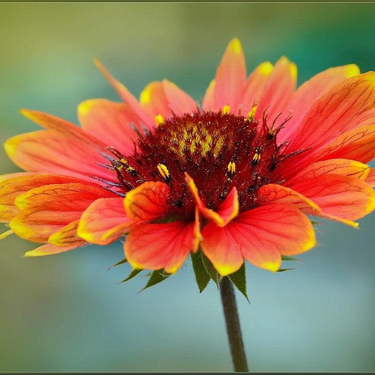 Gaillardia aristata 'Bargaispinor'  - Spintop™ Orange Halo Blanket Flower
