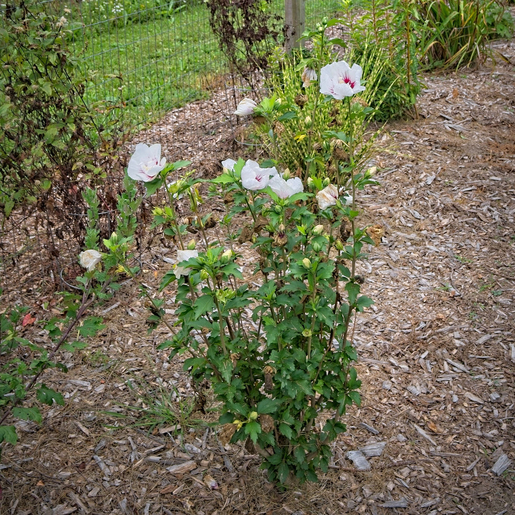Hibiscus syriacus 'MINFREN'  - First Editions® Bali™ Hibiscus