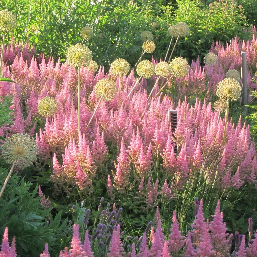 Astilbe chinensis 'Vision in Pink'  - Vision in Pink Chinese Astilbe