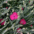 Dianthus x 'Neon Star'  - Neon Star Dianthus