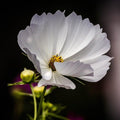 Coreopsis x 'Polaris'  - Big Bang™ Polaris Tickseed