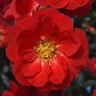 Chaenomeles speciosa 'Scarlet Storm' USPP 20,951  - PW® Double Take™ Scarlet Flowering Quince