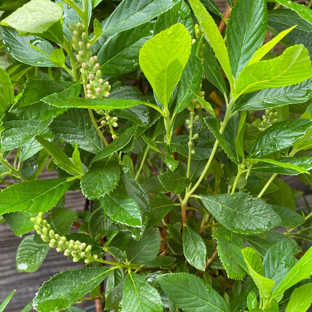 Clethra alnifolia 'Ruby Spice'  - Ruby Spice Summersweet