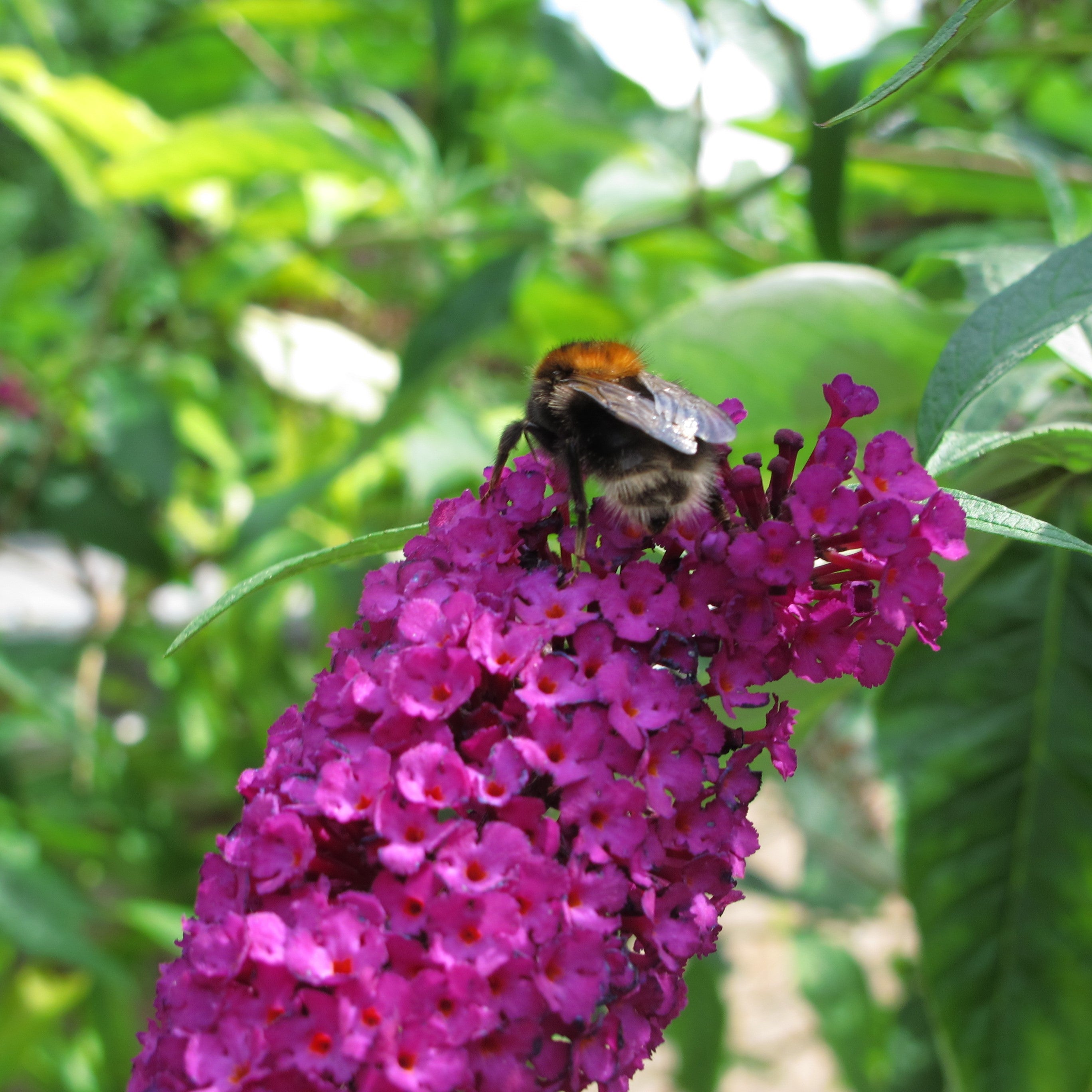 Buddleia 'PODvb3-30'  - Bloomin' Easy® Birthday Cake™ Butterfly Bush