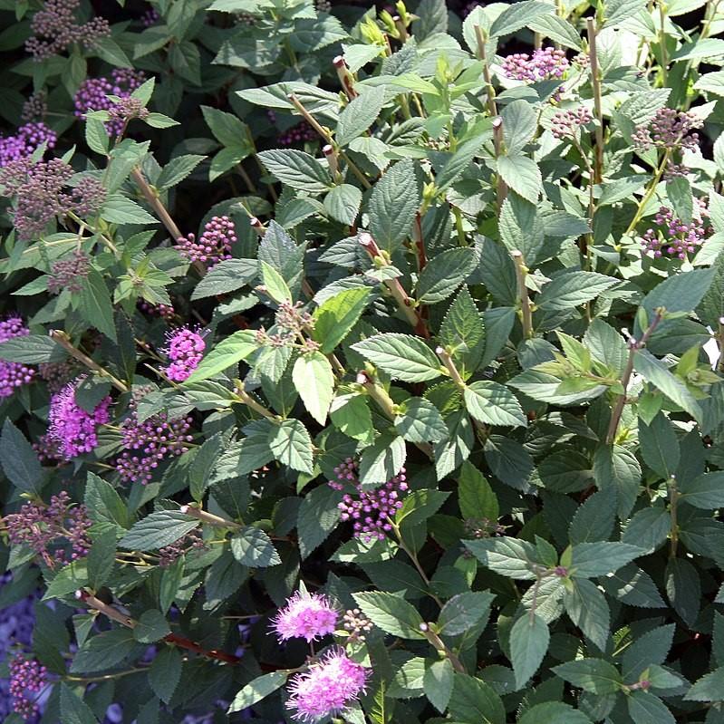Spiraea japonica 'Little Princess'  - Little Princess Spirea