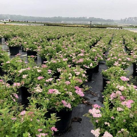 Spiraea japonica 'Little Princess'  - Little Princess Spirea