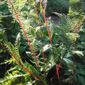 Athyrium filix-femina var. angustum 'Lady in Red'  - Lady in Red Fern, Northern Lady Fern