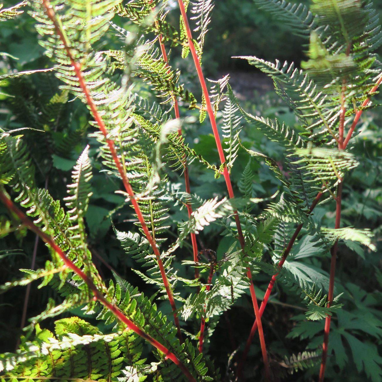 Athyrium filix-femina var. angustum 'Lady in Red'  - Lady in Red Fern, Northern Lady Fern