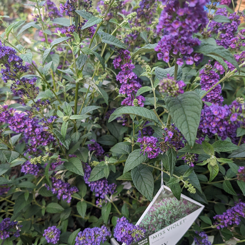 Buddleja x 'Miss Violet' PP #28,448  - Miss Violet Butterfly Bush