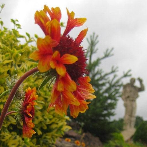 Gaillardia 'Copper Sun'  - Spintop™ Copper Sun Blanket Flower