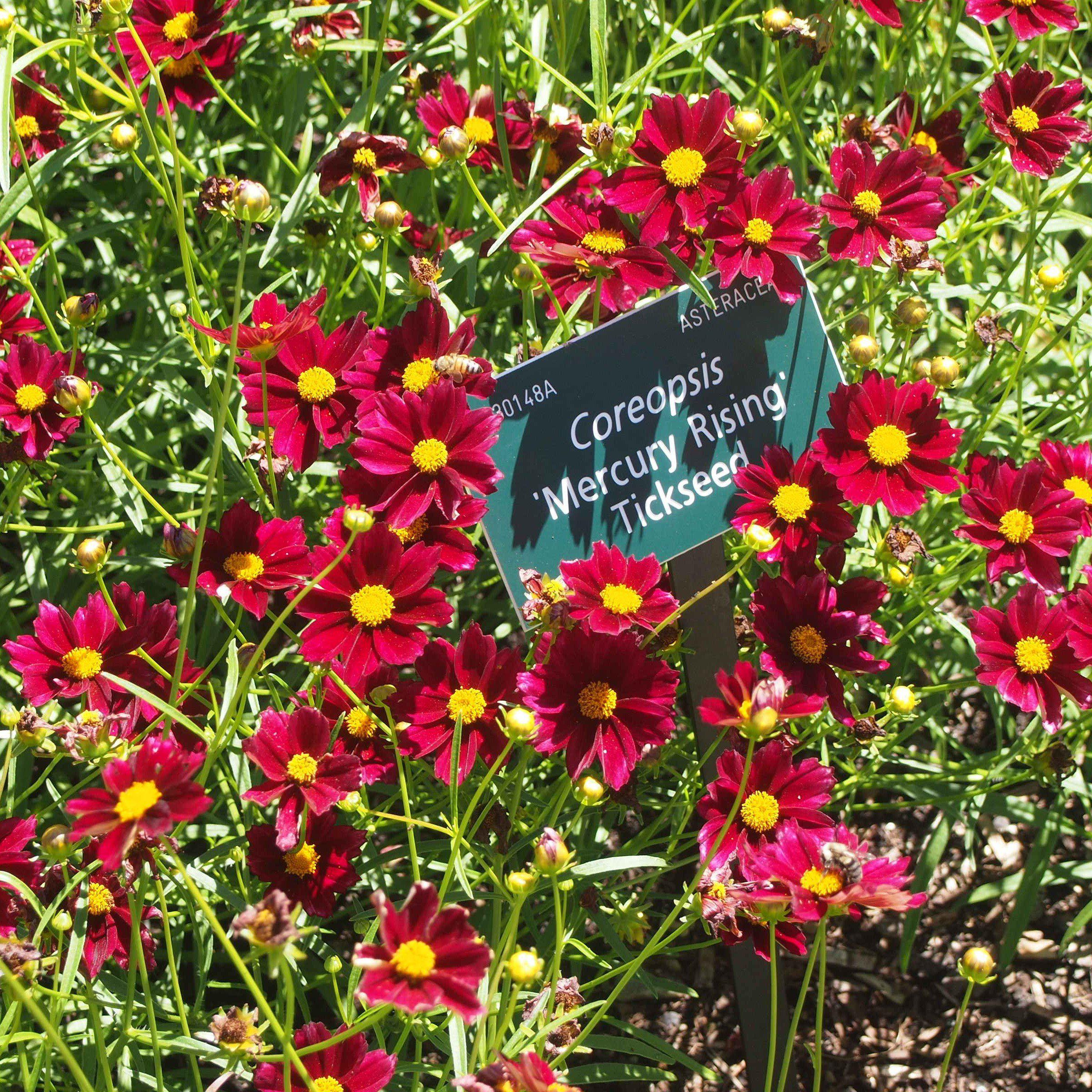 Coreopsis x 'Mercury Rising'  - Big Bang™ Mercury Rising Tickseed