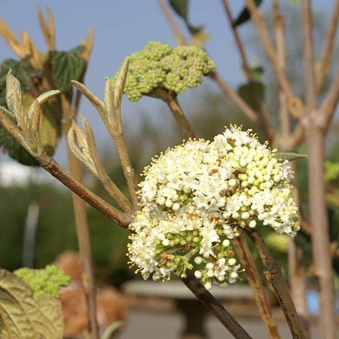 Viburnum × rhytidophylloides 'Alleghany'  - Alleghany Viburnum