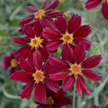 Coreopsis verticillata 'Red Satin'  - Permathreads™ Red Satin Coreopsis