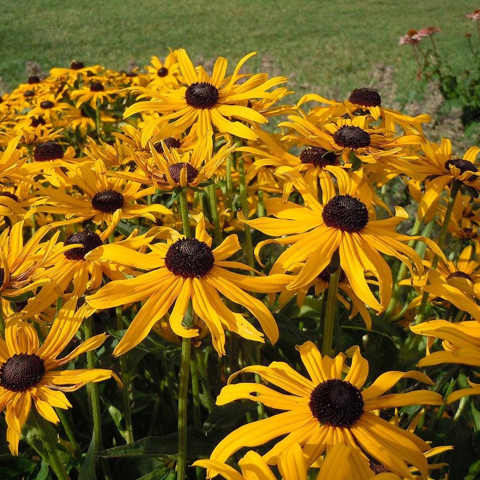 Rudbeckia hirta  - Black-Eyed Susan