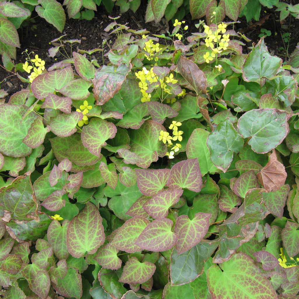 Epimedium x perralchicum 'Frohnleiten'  - Frohnleiten Barrenwort, Bishop's Hat