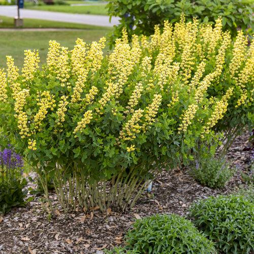 Baptisia 'Lemon Meringue'  - Decadence® Lemon Meringue Baptisia