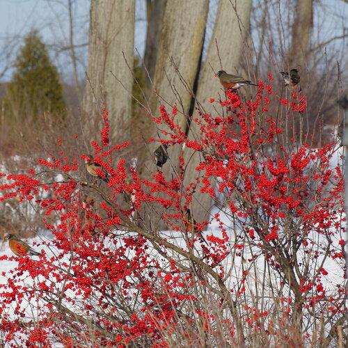 Ilex verticillata 'FarrowBPop' USPP 25,83  - Berry Poppins® Winterberry