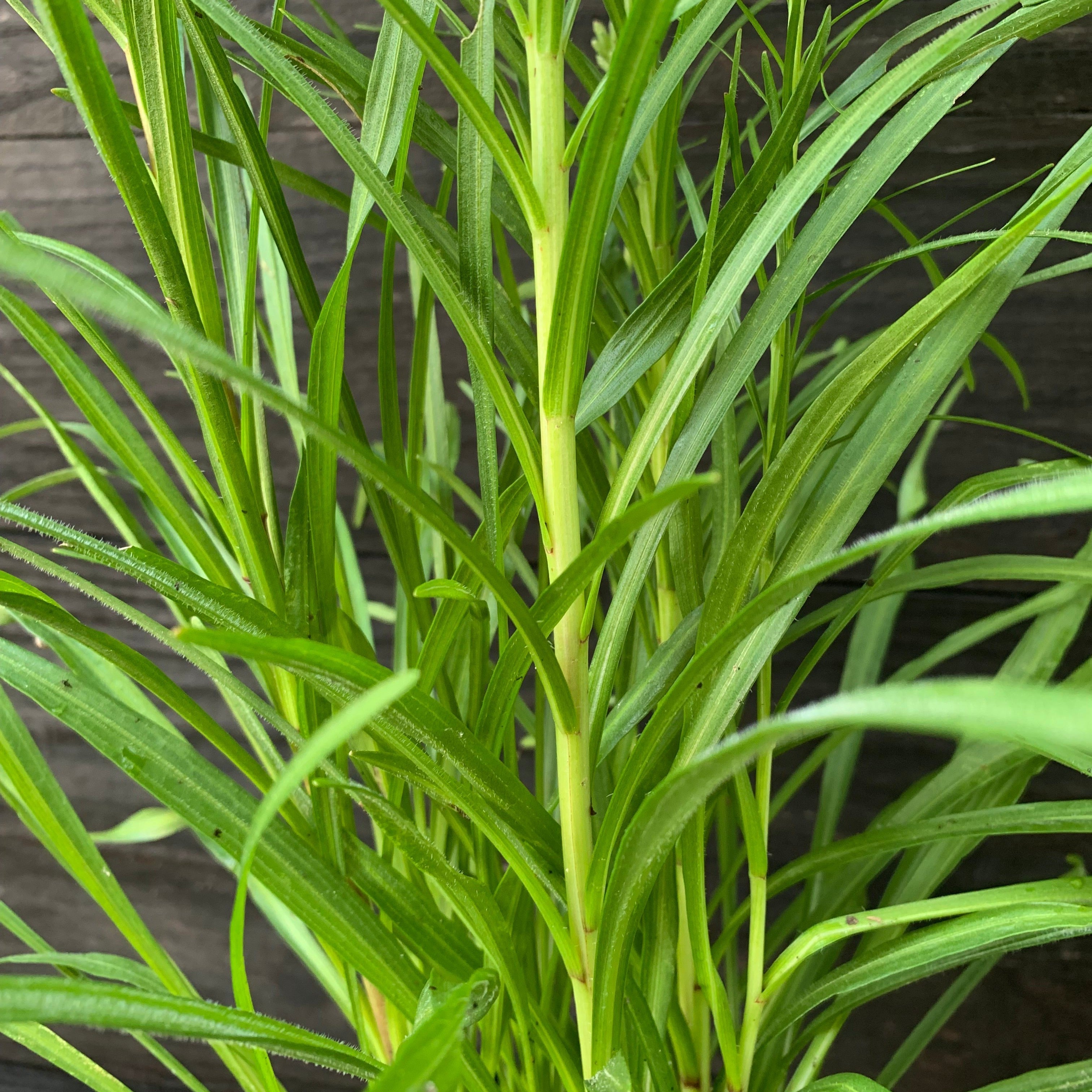 Liatris spicata  - Marsh Blazing Star, Gayfeather