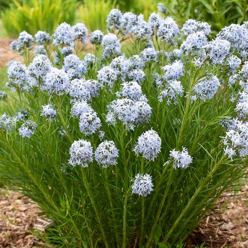 Amsonia 'String Theory'  - String Theory Blue Star