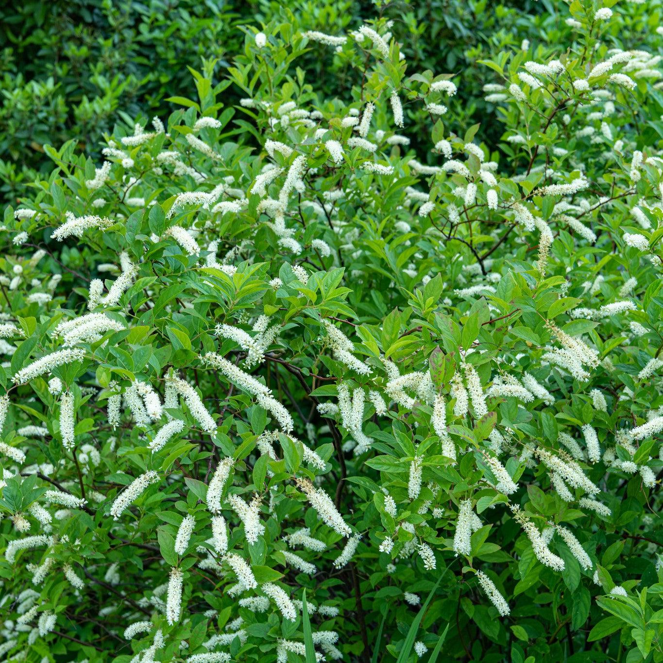 Itea virginica 'Bailteaone'  - First Editions® Love Child® Sweetspire