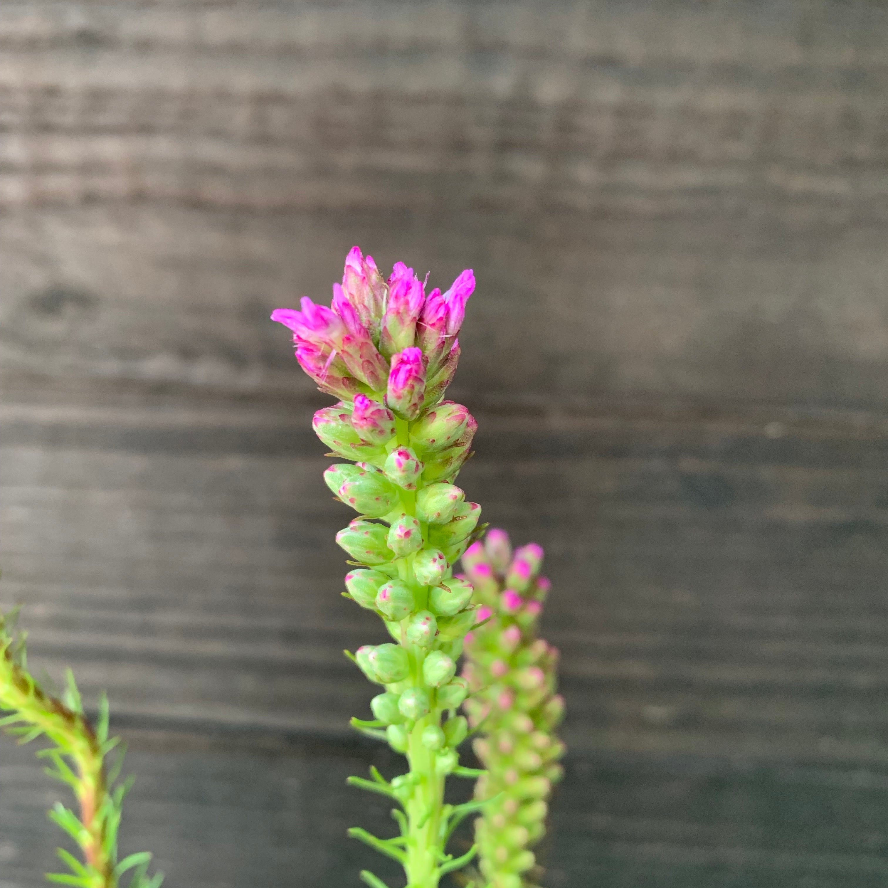 Liatris spicata  - Marsh Blazing Star, Gayfeather