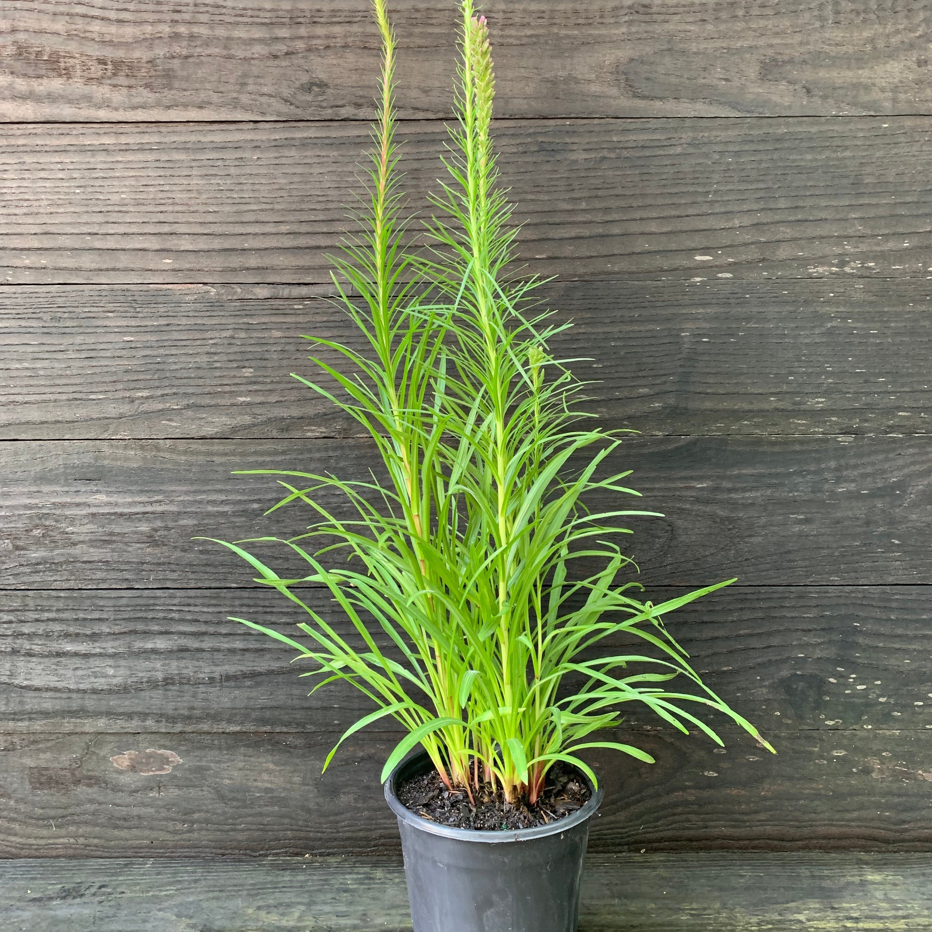 Liatris spicata  - Marsh Blazing Star, Gayfeather