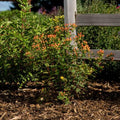 Hypericum inodorum 'Kolmapuki' PP24,576  - First Editions® Pumpkin St. John's Wort