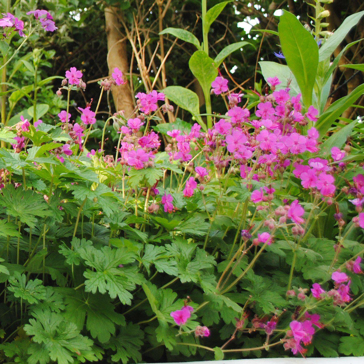 Fall Color Bevans Geranium Geranium macrorrhizum 'Bevan's Variety' - Bevan's Variety Bigroot Cran ...