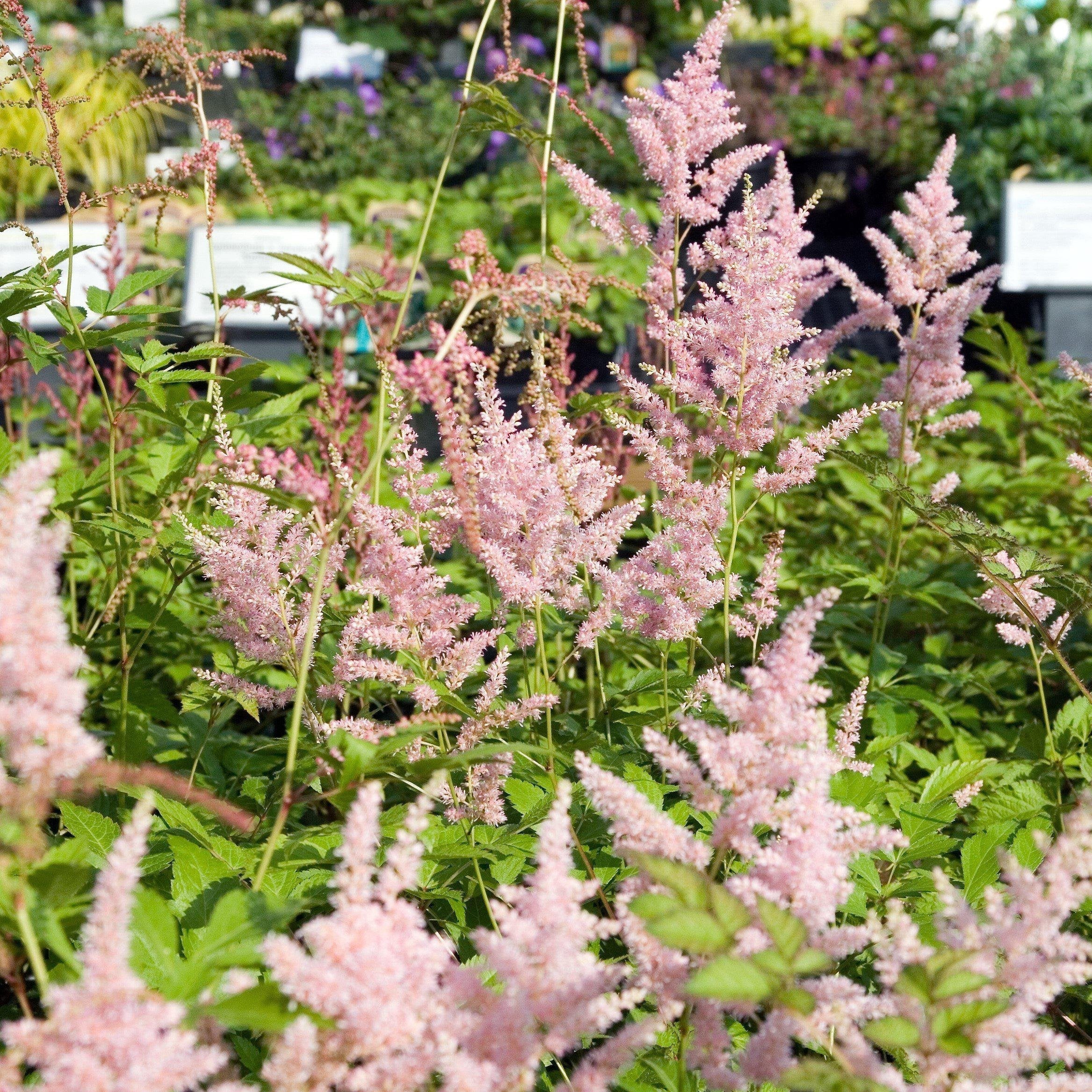 Astilbe japonica 'Peach Blossom'  - Peach Blossom Japanese Astilbe