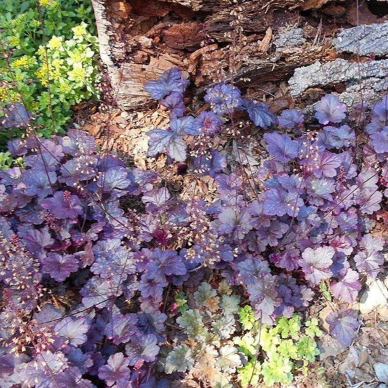 Heuchera x 'Midnight Rose'  - Midnight Rose Coral Bells