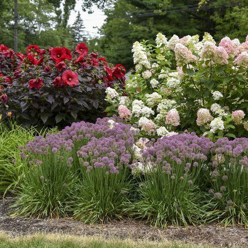 Allium ‘Serendipity’  - Serendipity Ornamental Onion