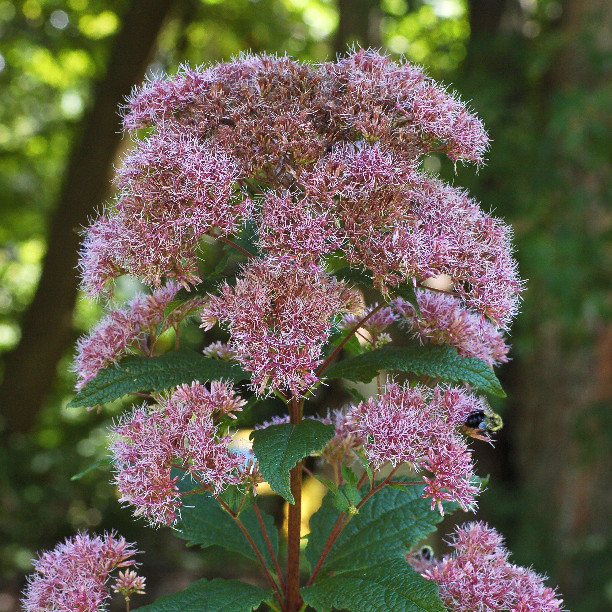 Eutrochium dubium 'Little Joe'  - Little Joe Coastal Pye Weed