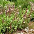 Salvia officinalis  - Common Sage