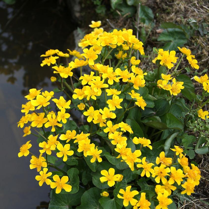 Caltha palustris  - Marsh Marigold