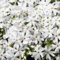 Phlox subulata 'Snowflake'  - Snowflake Creeping Phlox