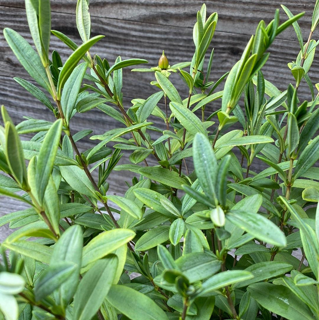 Hypericum frondosum 'Sunburst'  - Sunburst St. John's Wort