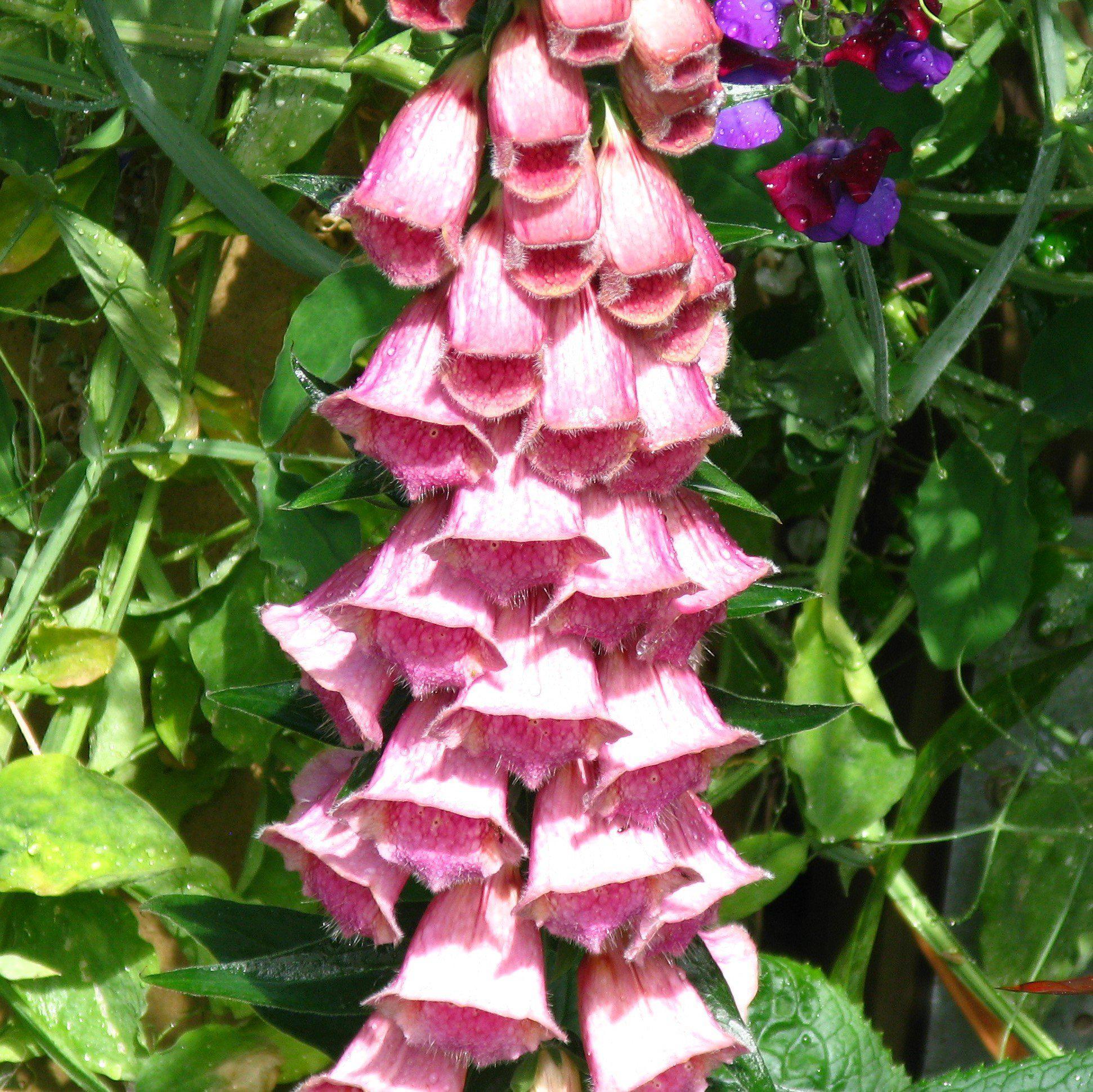 Digitalis x mertonensis  - Strawberry Foxglove