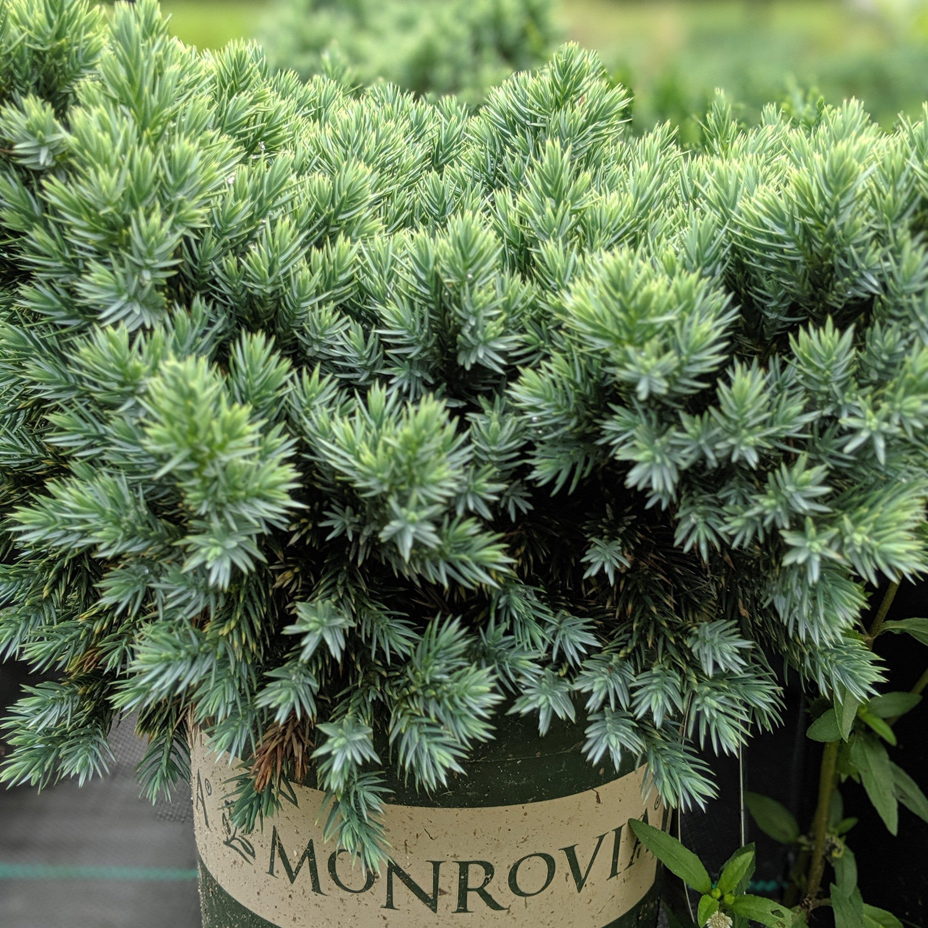 Juniperus squamata 'Blue Star'  - Blue Star Juniper