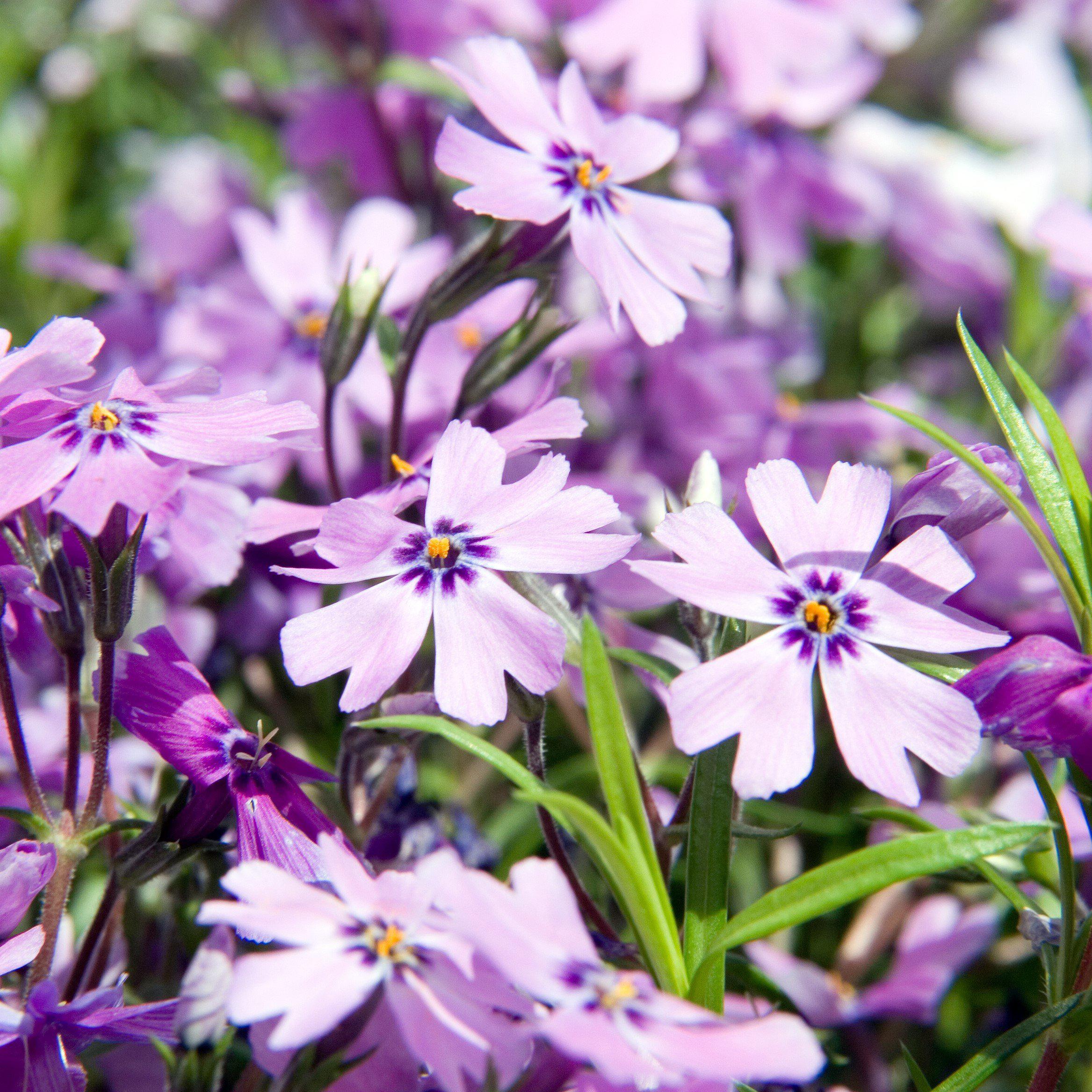 Phlox subulata 'Purple Beauty'  - Purple Beauty Creeping Phlox
